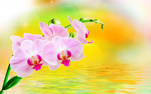 1081650 (a): :2880x1800